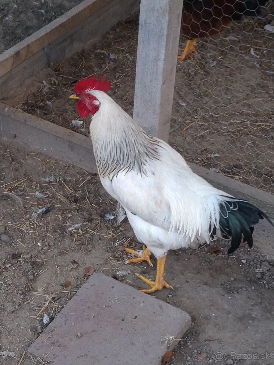 Predam Kohúta - 4