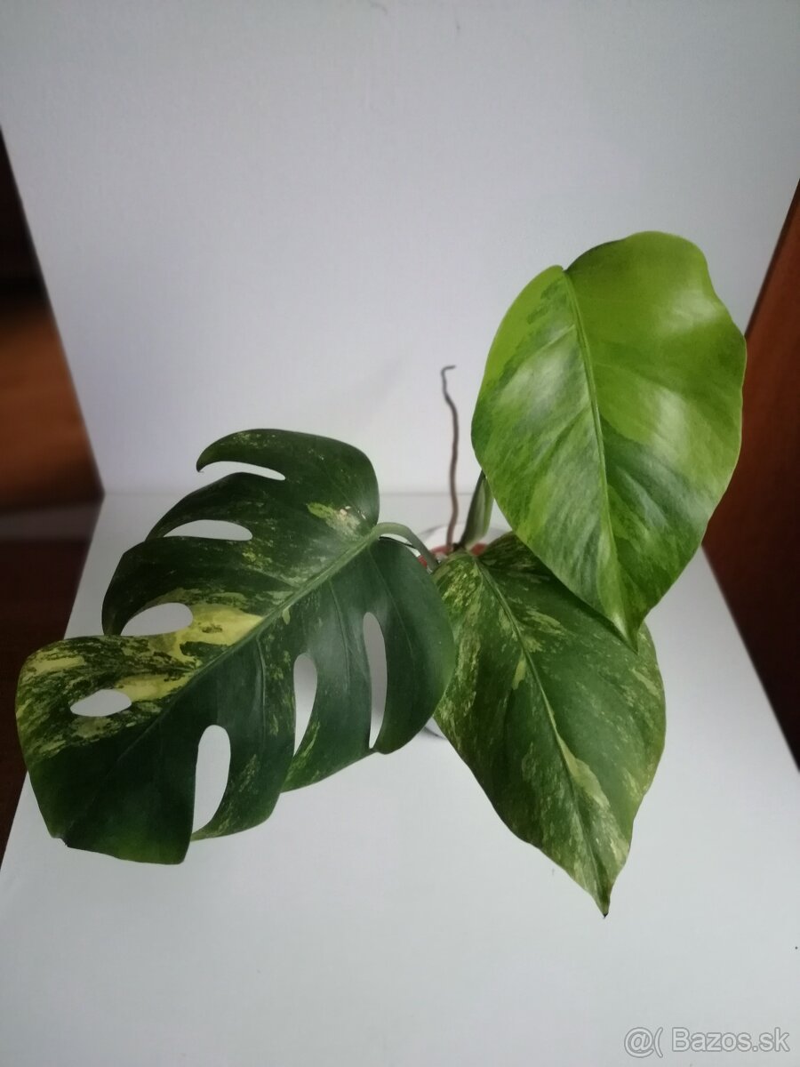 Monstera deliciosa Aurea, Monstera Burle marx - 4
