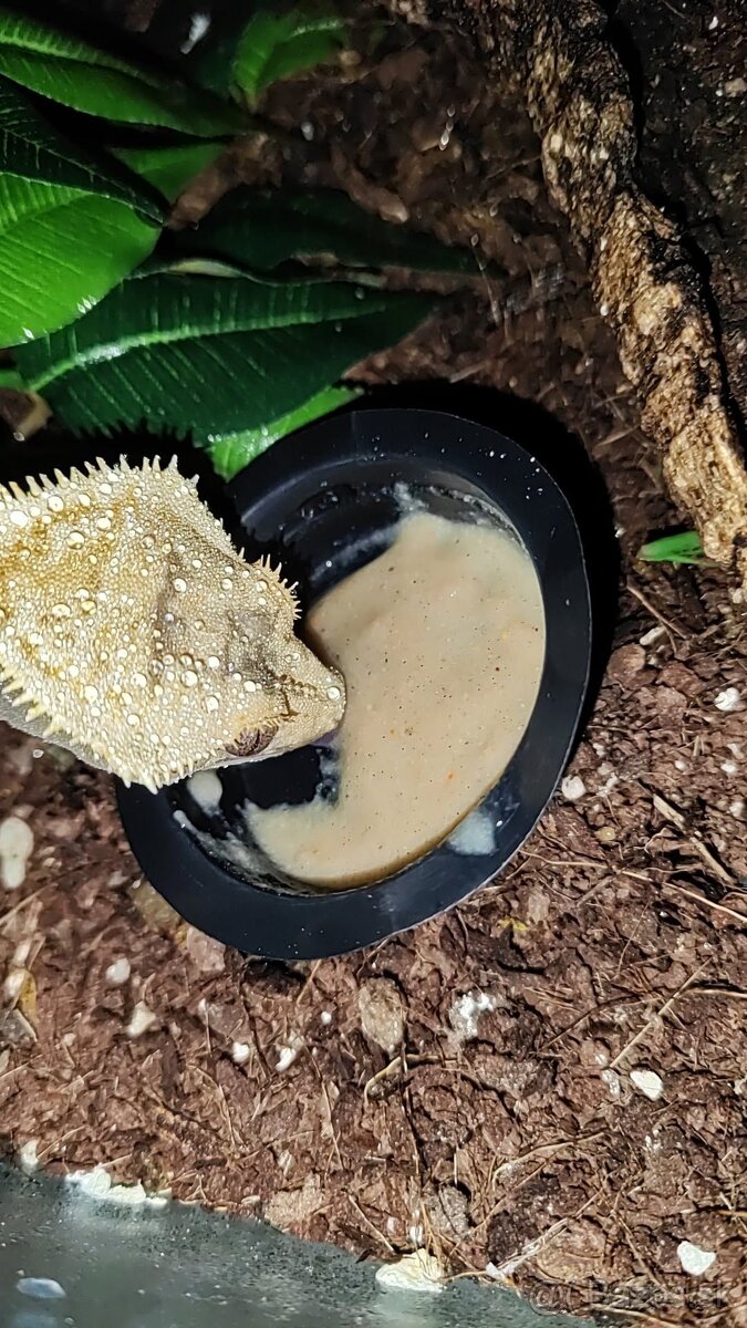 Pagekon riasnaty - 4