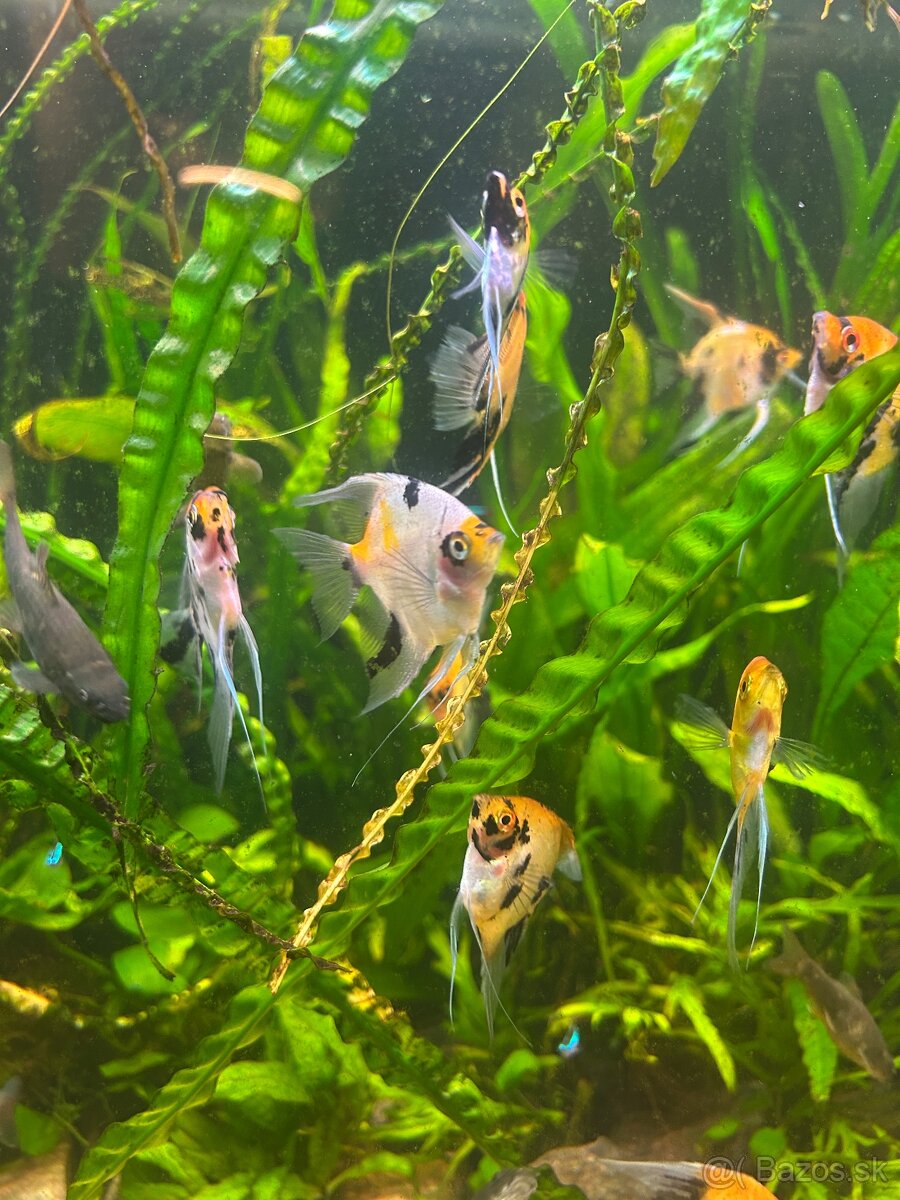 Skalar Koi/Red Devil - 4