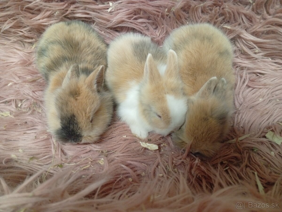 Zakrslé zajačiky - 4
