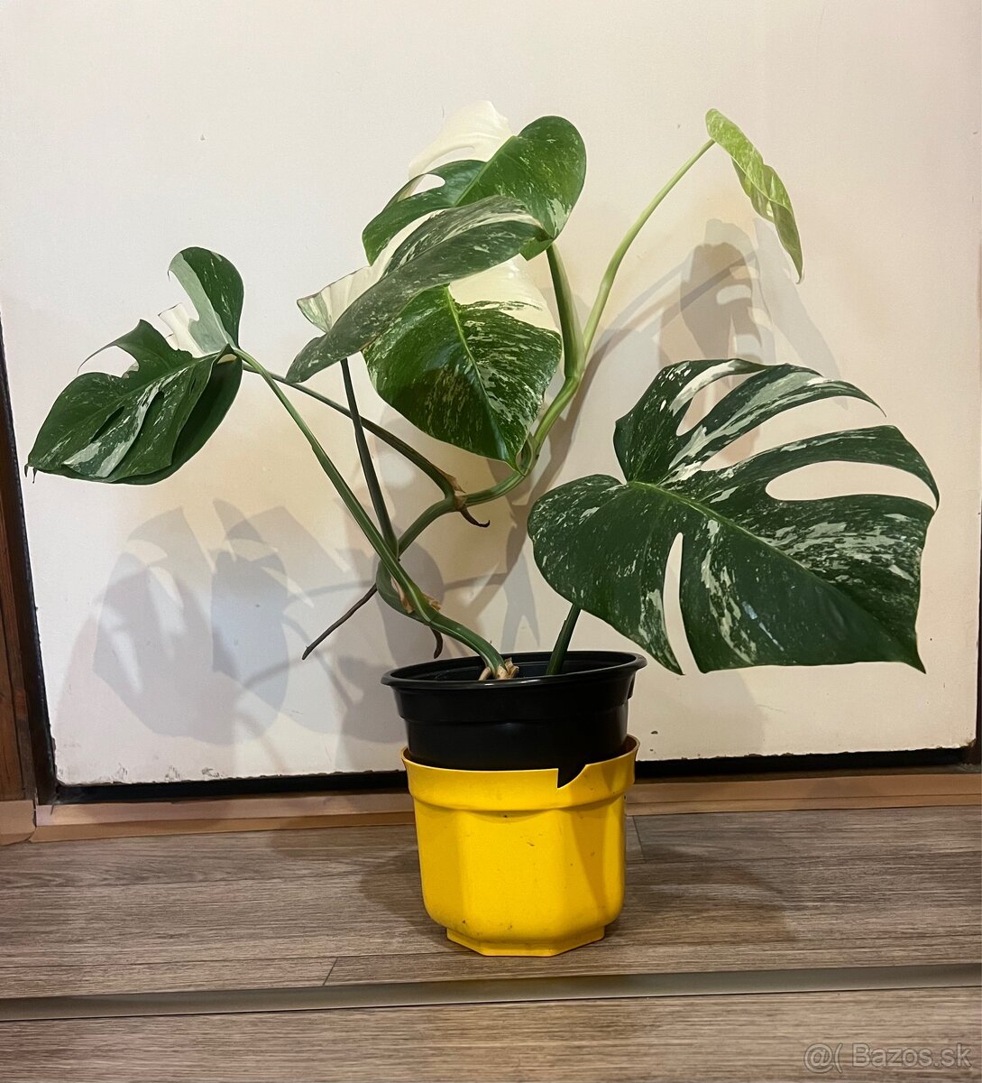 Monstera Albo Veriegata - 4