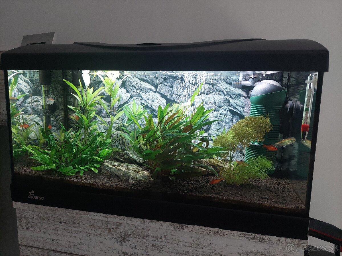 54l diversa akvarium - 4