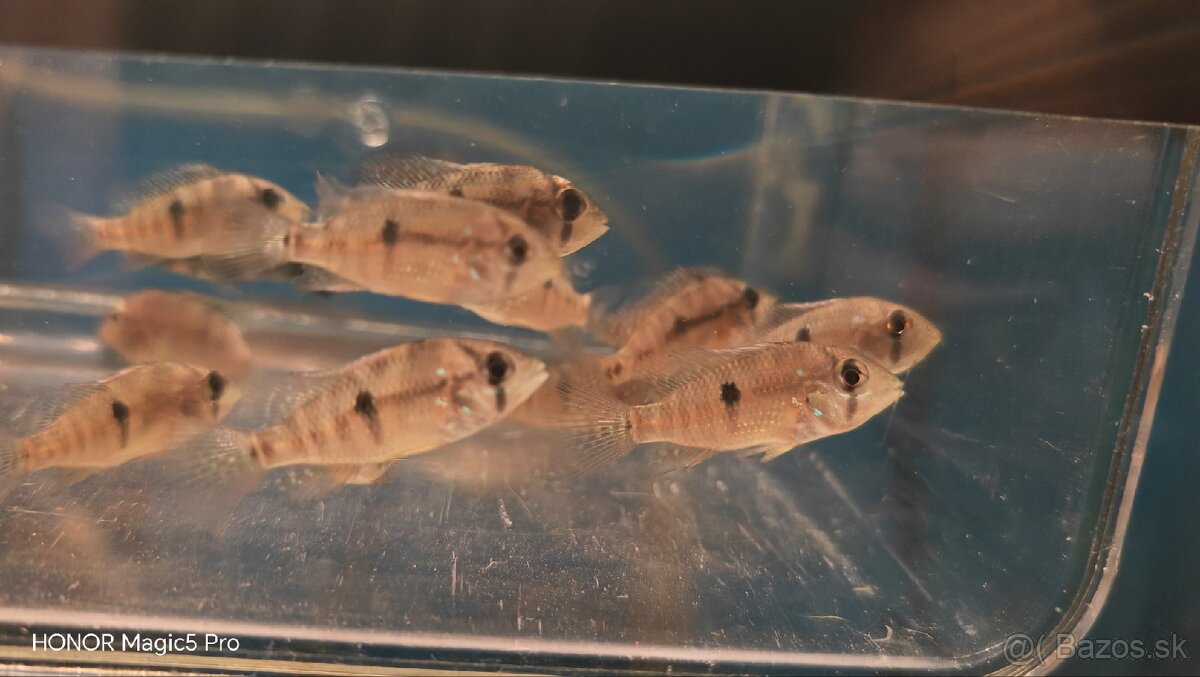 Americké cichlidy - 4