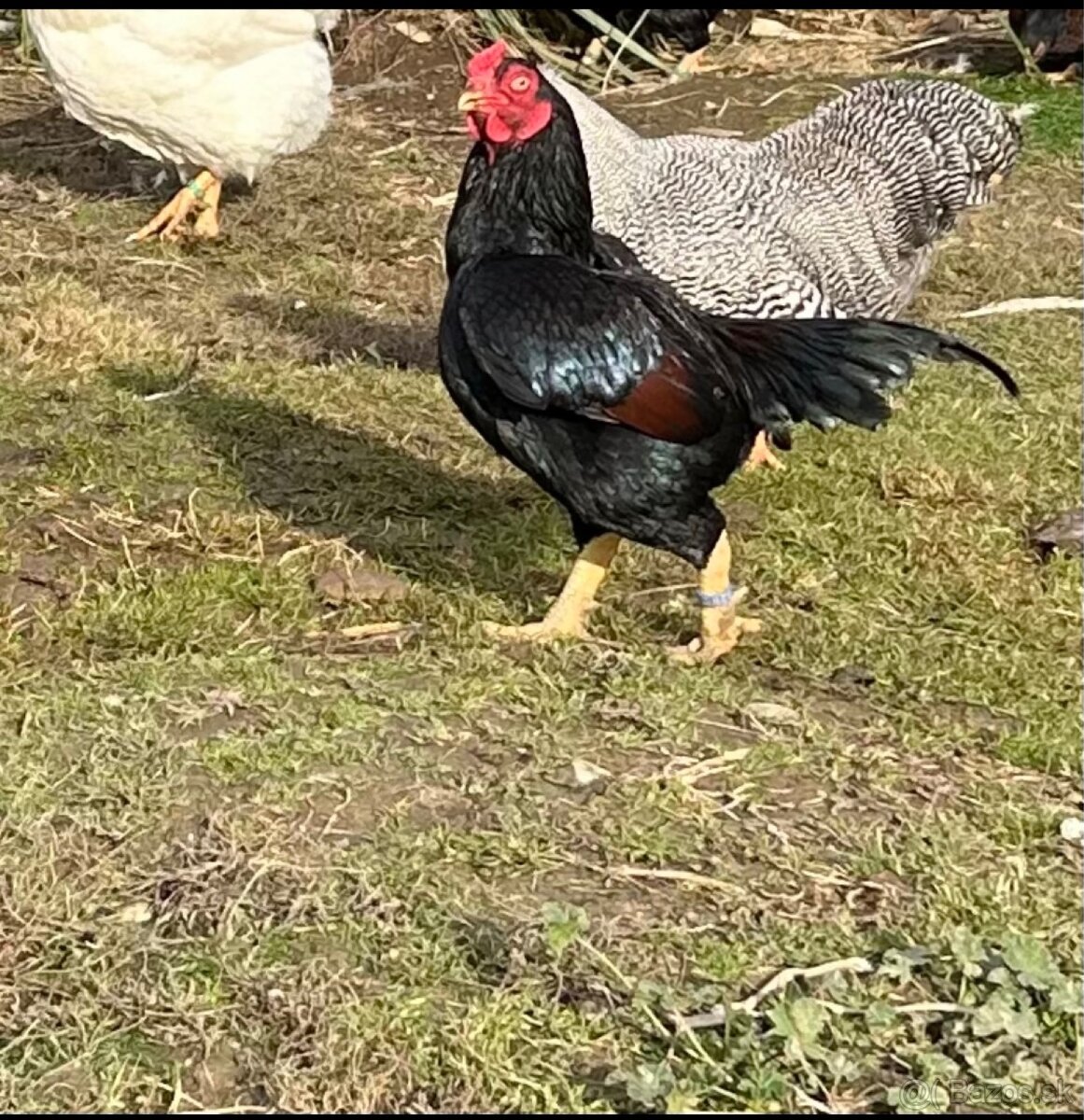 Zdr. Indická bojovníčka bažantia hnedá - 4