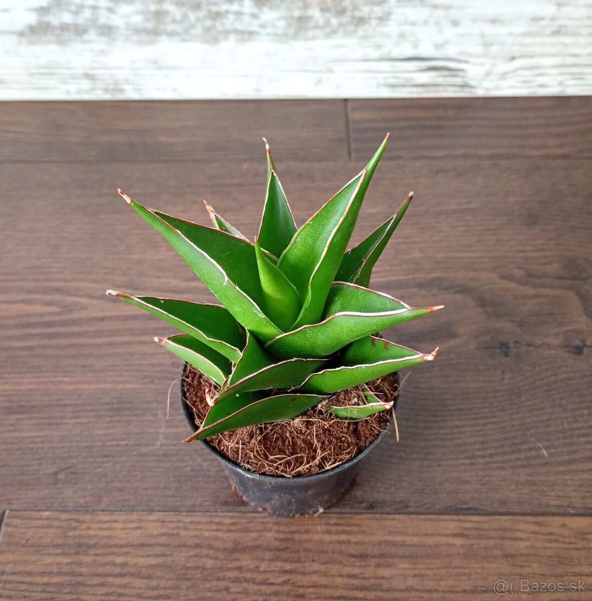 Izbové rastlinky - 4