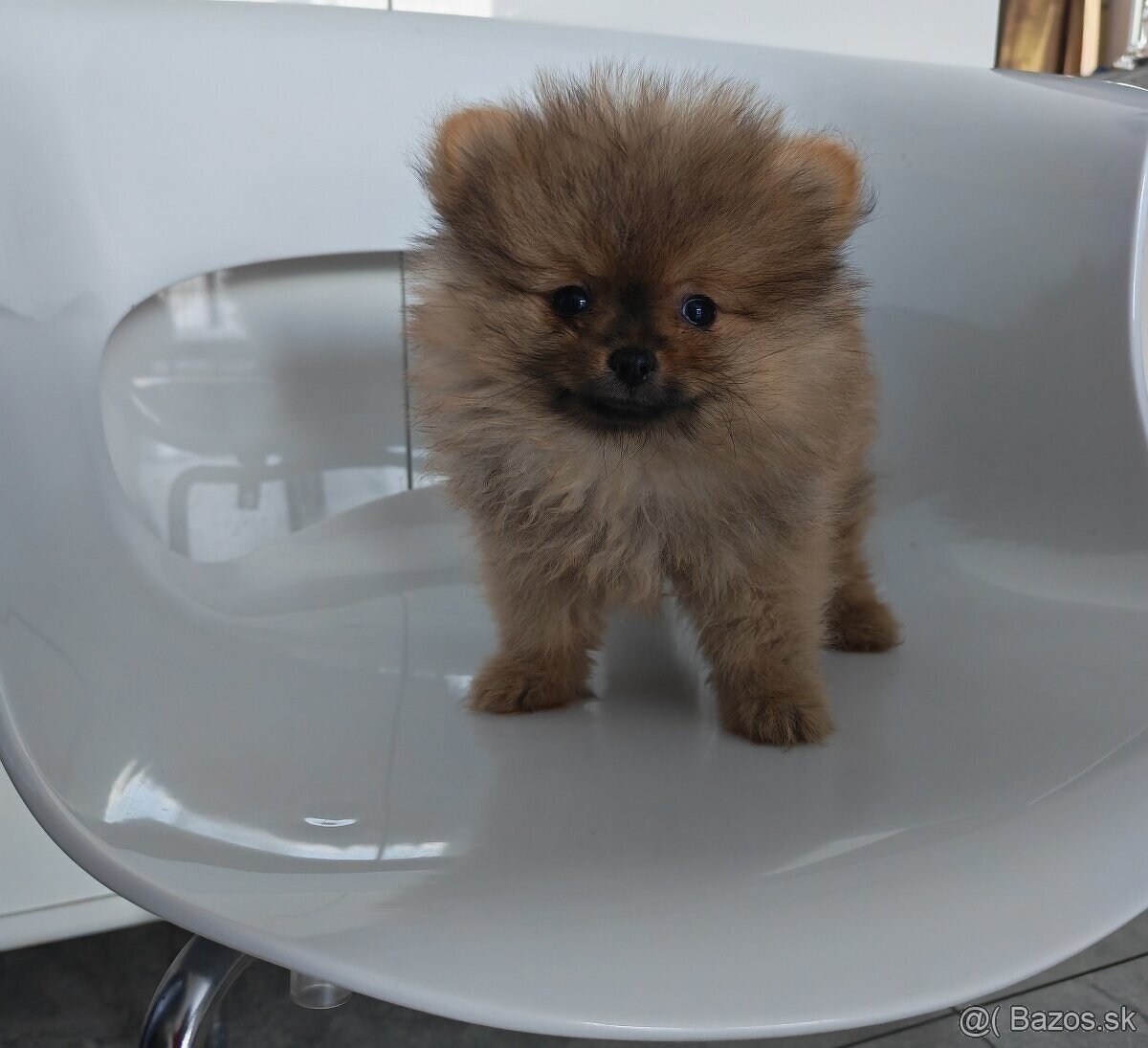 Pomeranian - 4