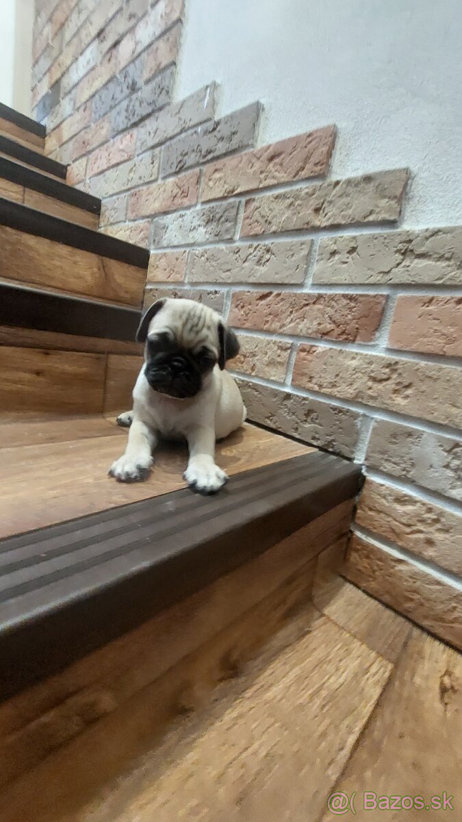 Mops šteniatka - 4
