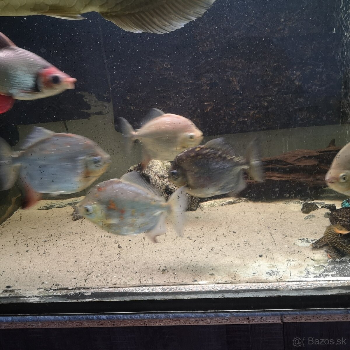 Myleus Rubripinnis/tetra červenoplutvá - 4
