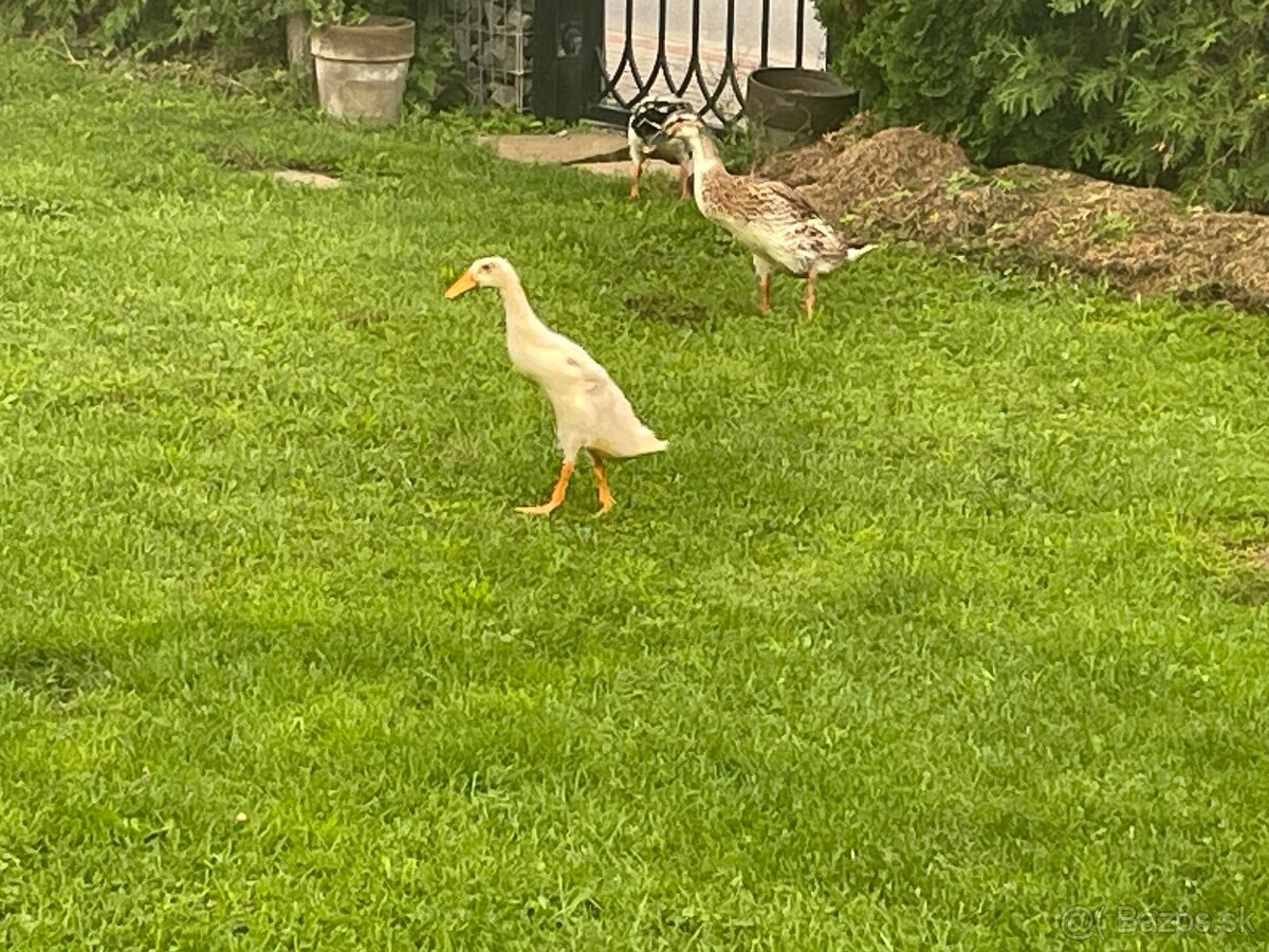 Kačky- indické bezce ( požierajú slimáky) - 4