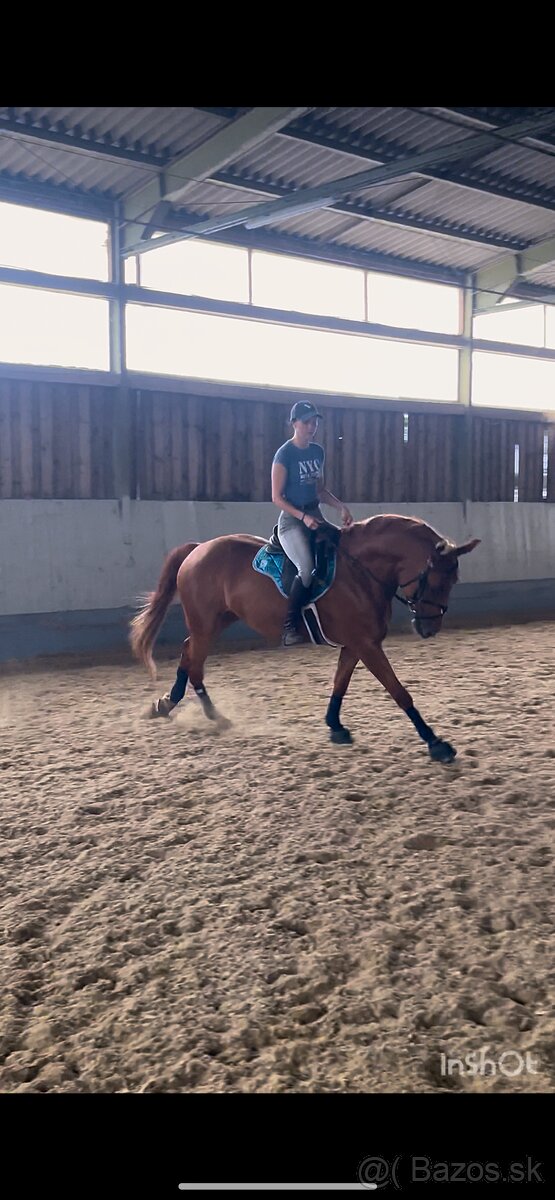 Predám kobylku - 4