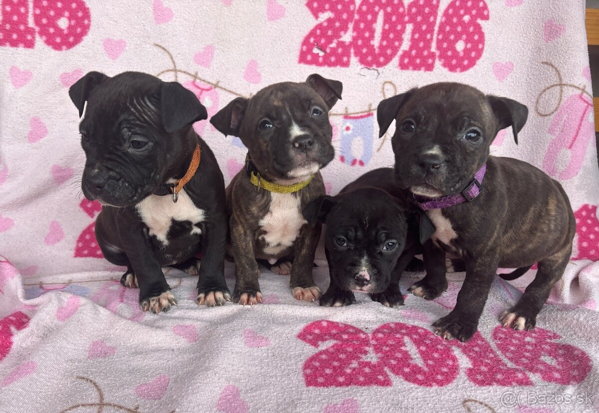 Americký stafordsirsky terier, Stafford, amstaf - 4