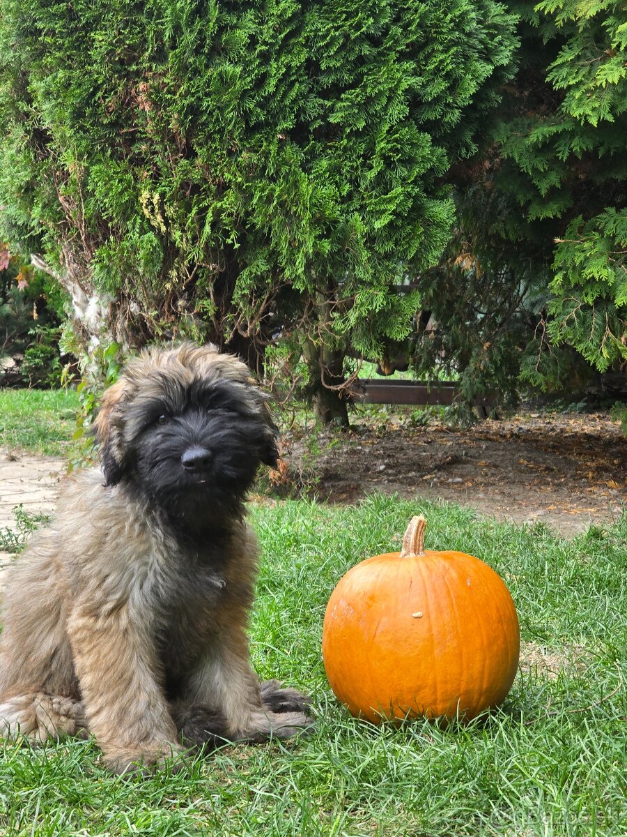 Katalánsky ovčiak s PP FCI - 4