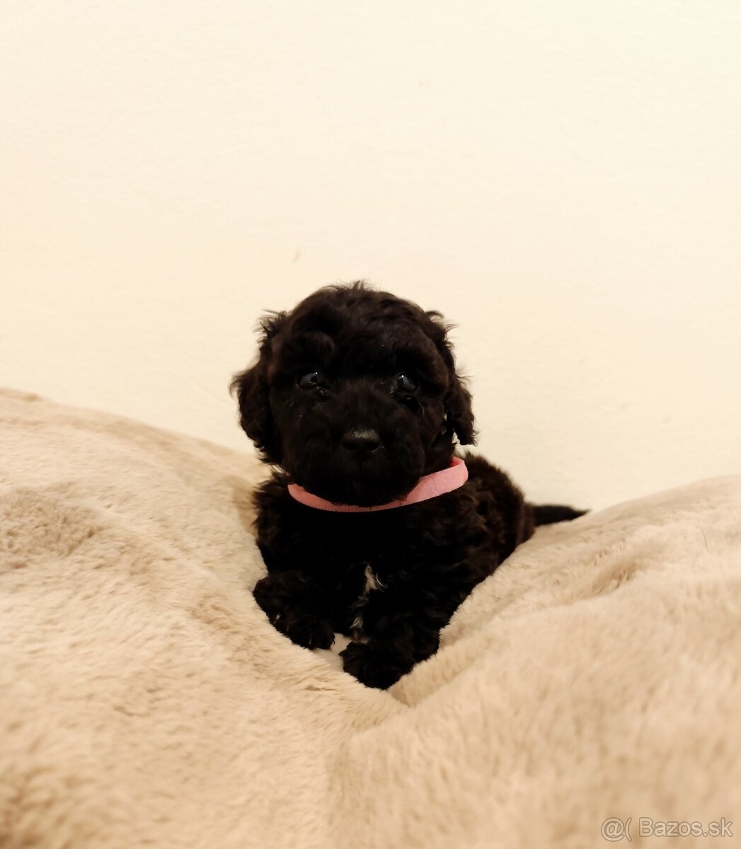 Pudel trpasličí - 4