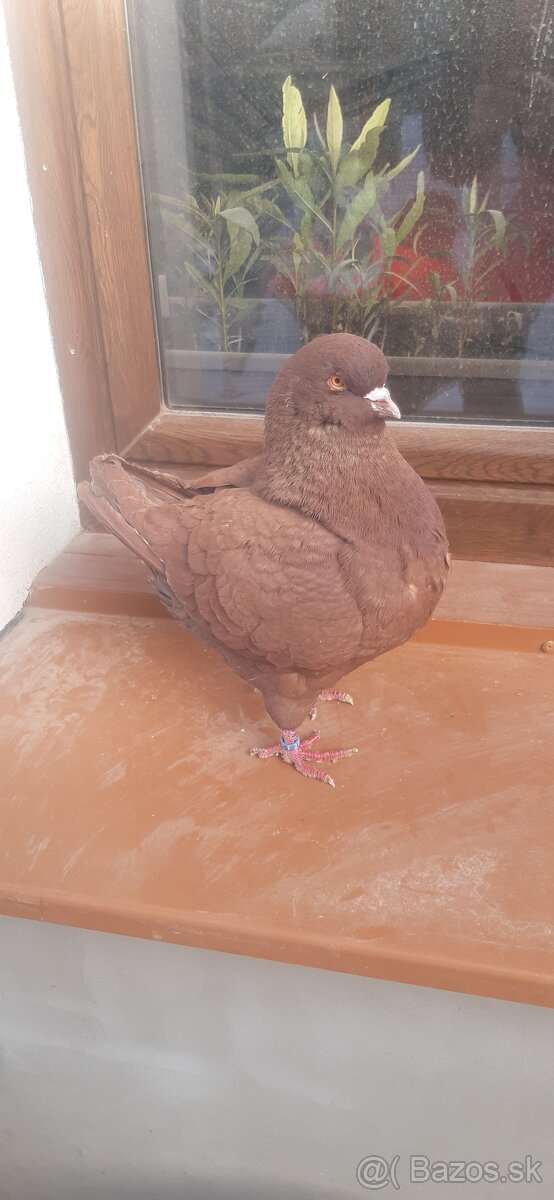 Americký King 2024. - 4