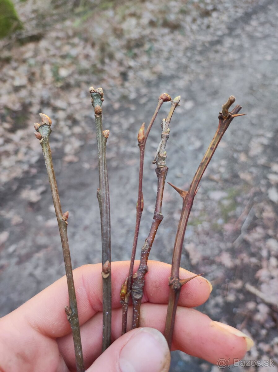 Zbierka listov, zbierka púčikov - 4