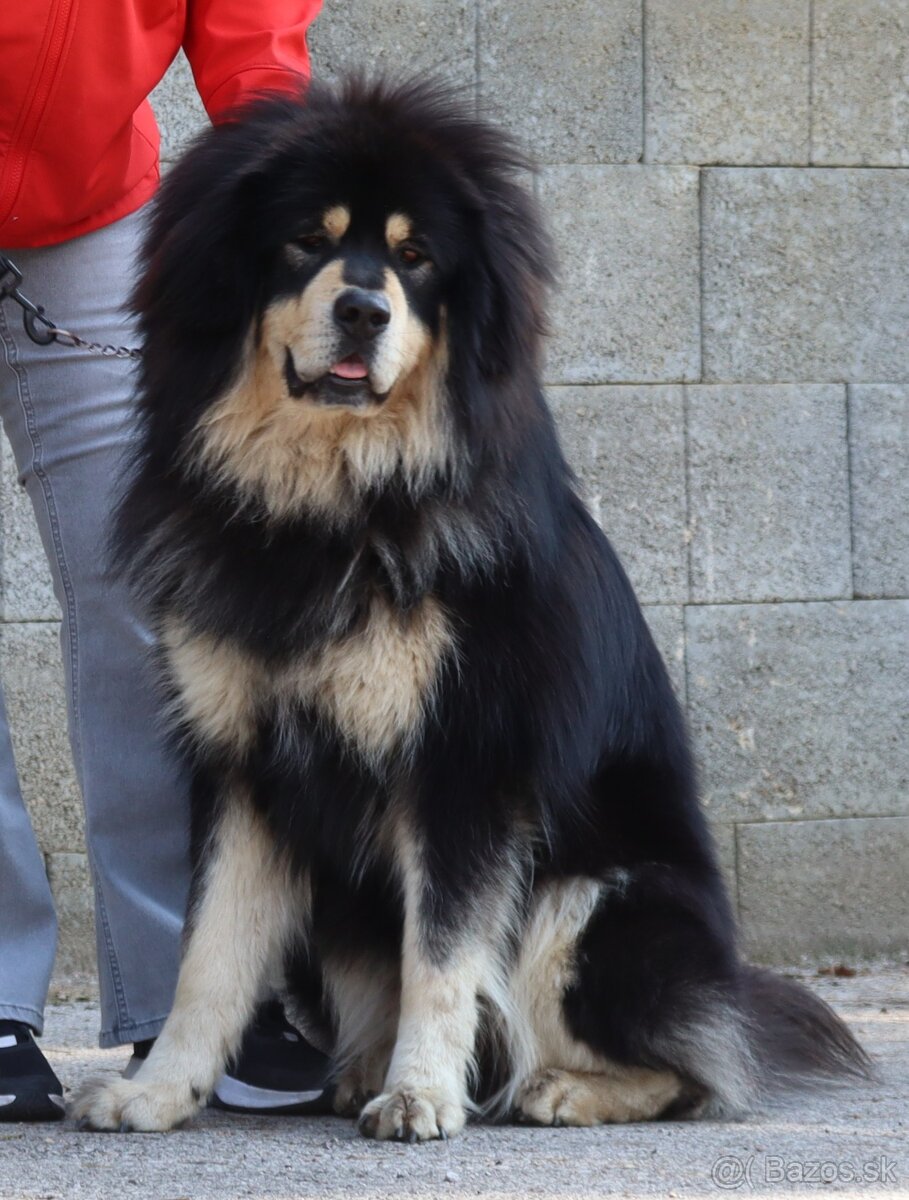 Tibetská doga - šteniatka s PP - 4
