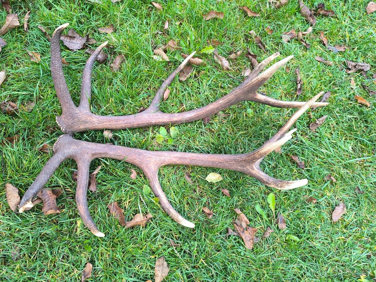 Zhody, parohy, parozie,trofej - 4