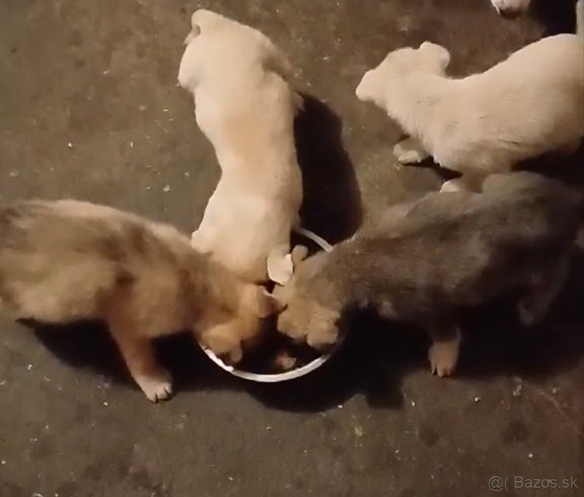 Darujem šteniatka - 4