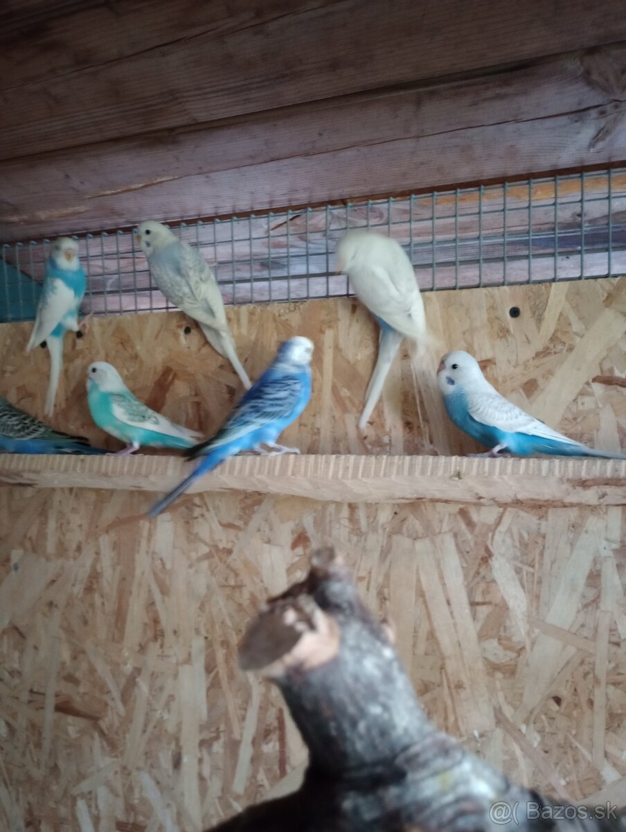 Predám papagáj spevavy korela a andulky - 4