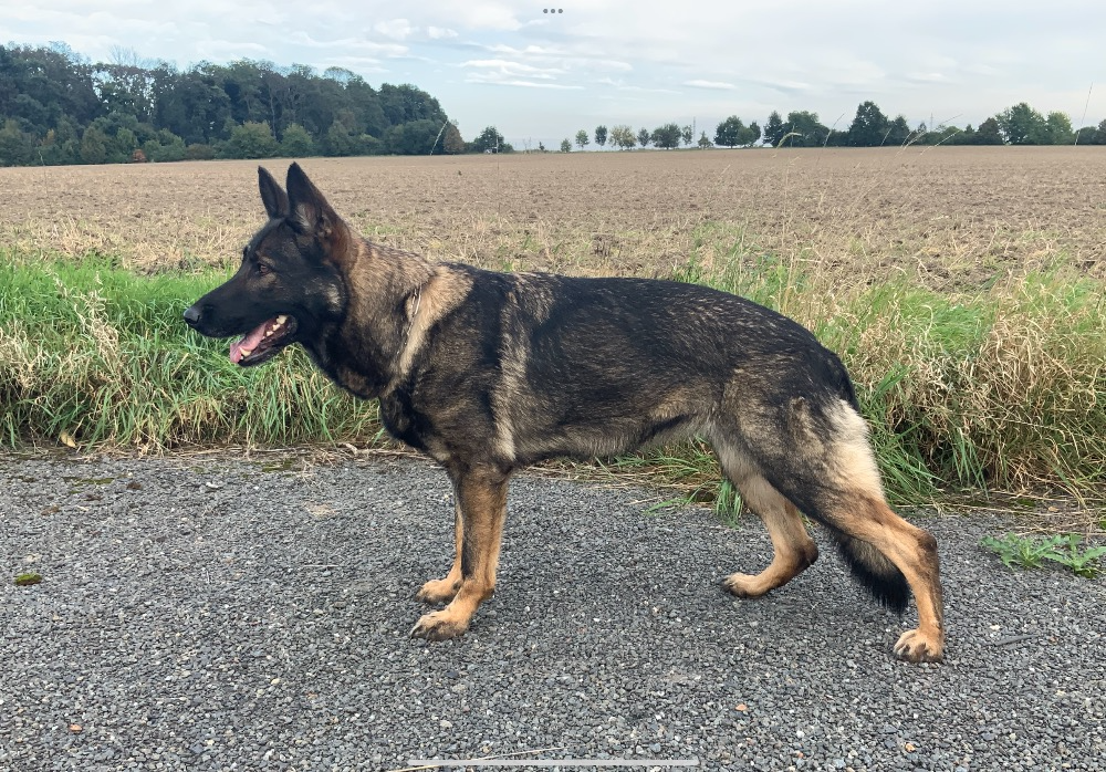 Německý ovčák - štěňata s PP - 4