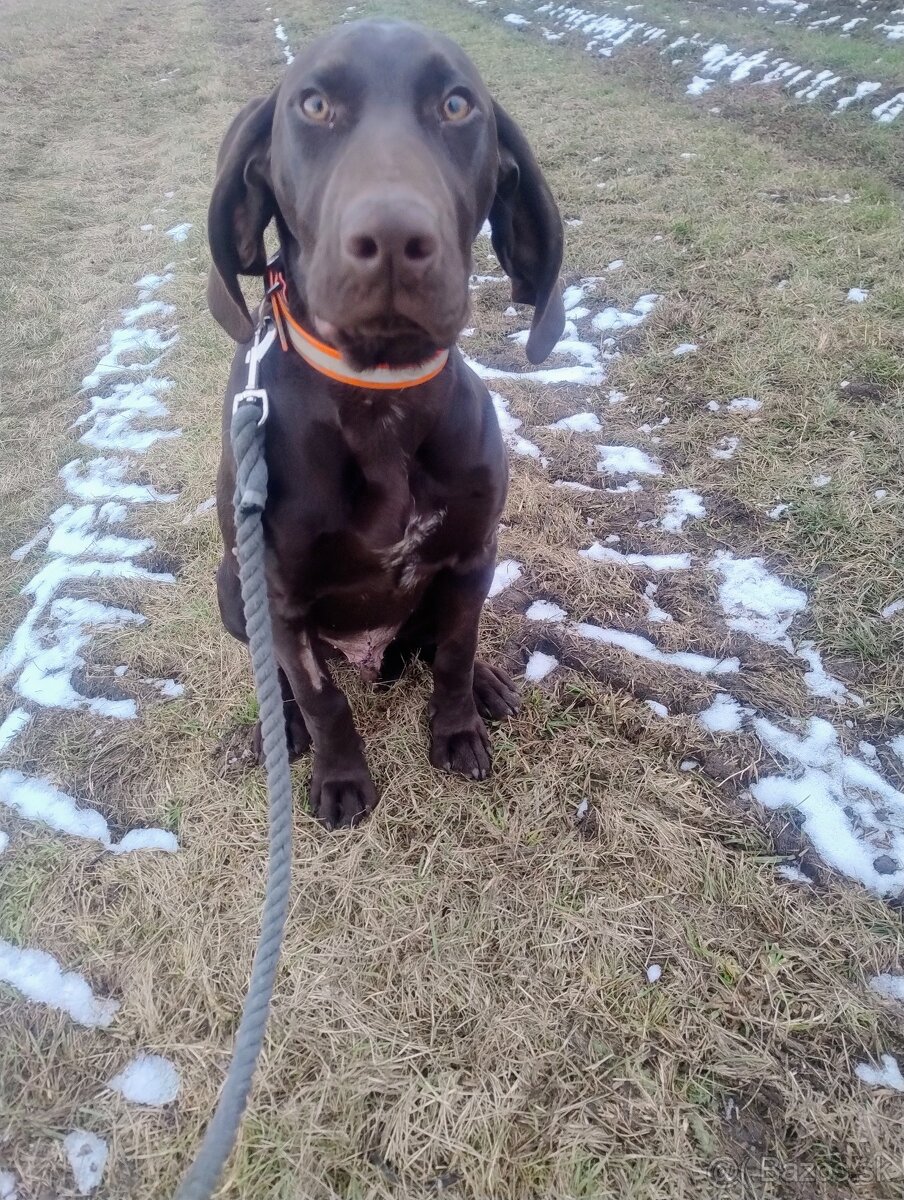 Predám poľovné šteniatko stavač kratkosrsti - 4