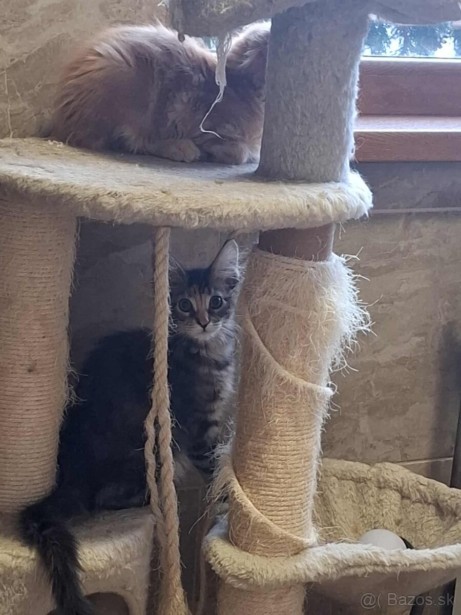 Mainska myvalia, MCO - 4