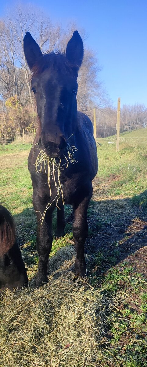 Predám Norik Muránsky kobylku - 4