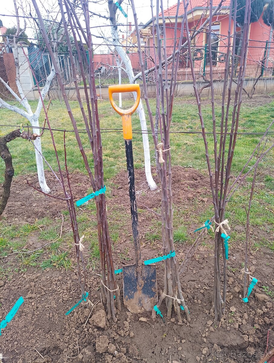 Ovocne stromceky - 4