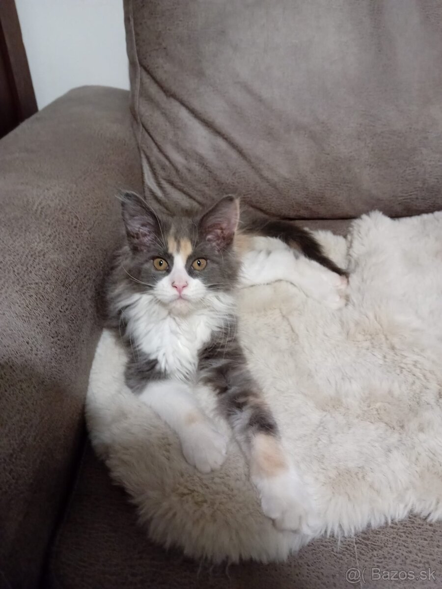 Krytí Mainská mývalí - 4