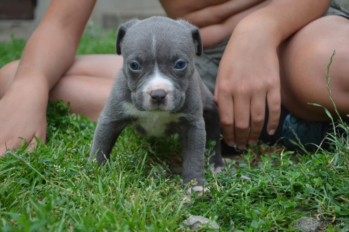 American bully standard - 4