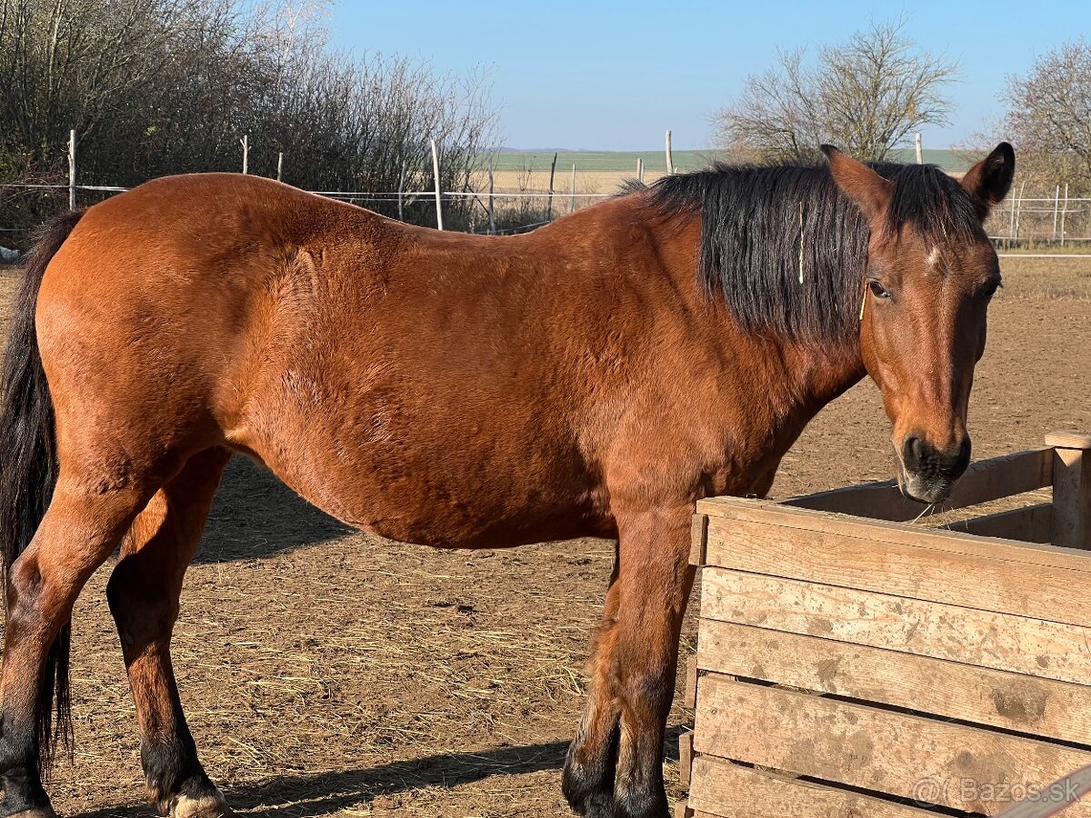 Kobylka na predaj - 4