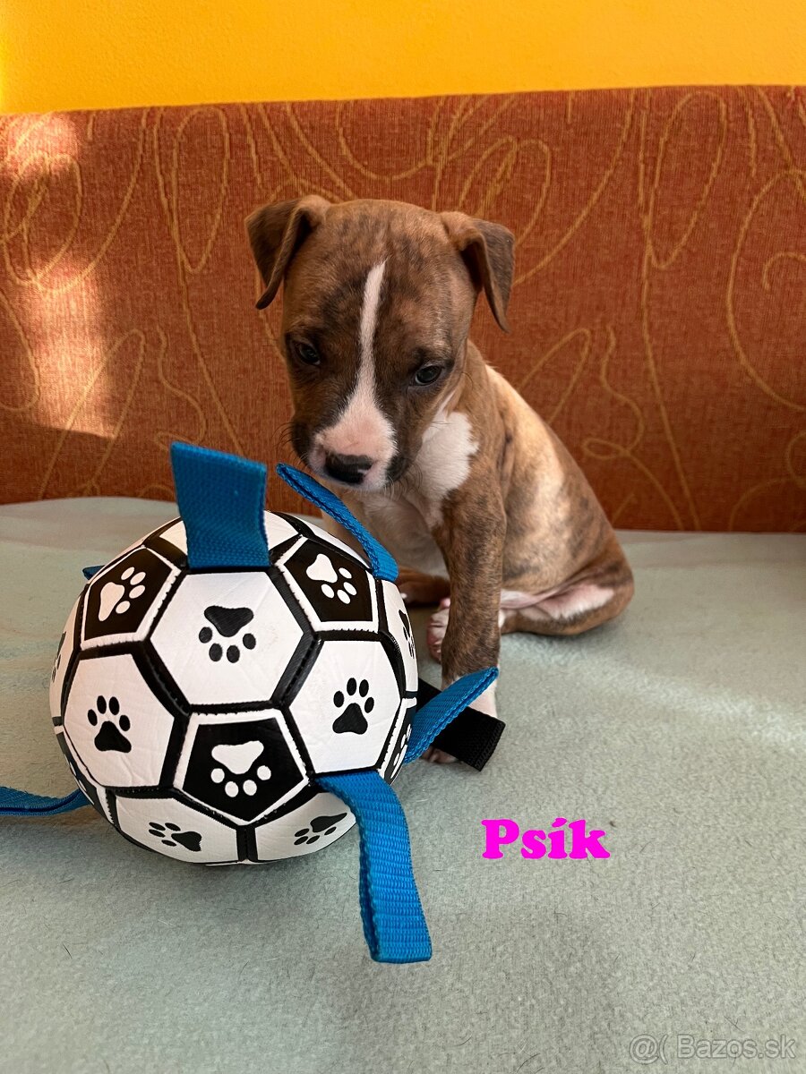 Americky Stafordšírský Terier šteniatka - 4