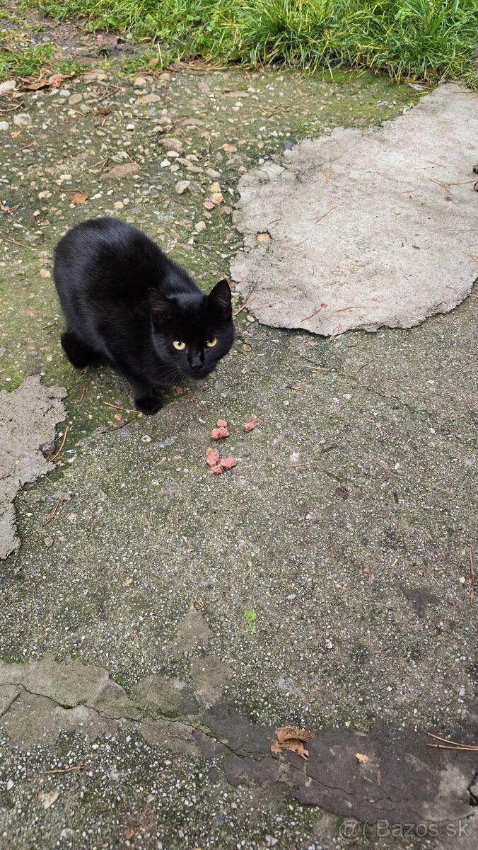 Darujem mačičky - 4