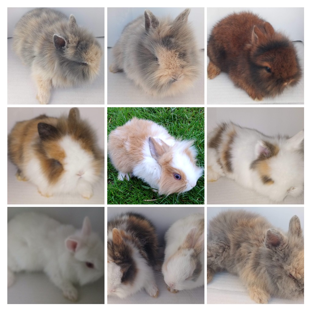 Králik zdrobnelý, zakrslý - 4