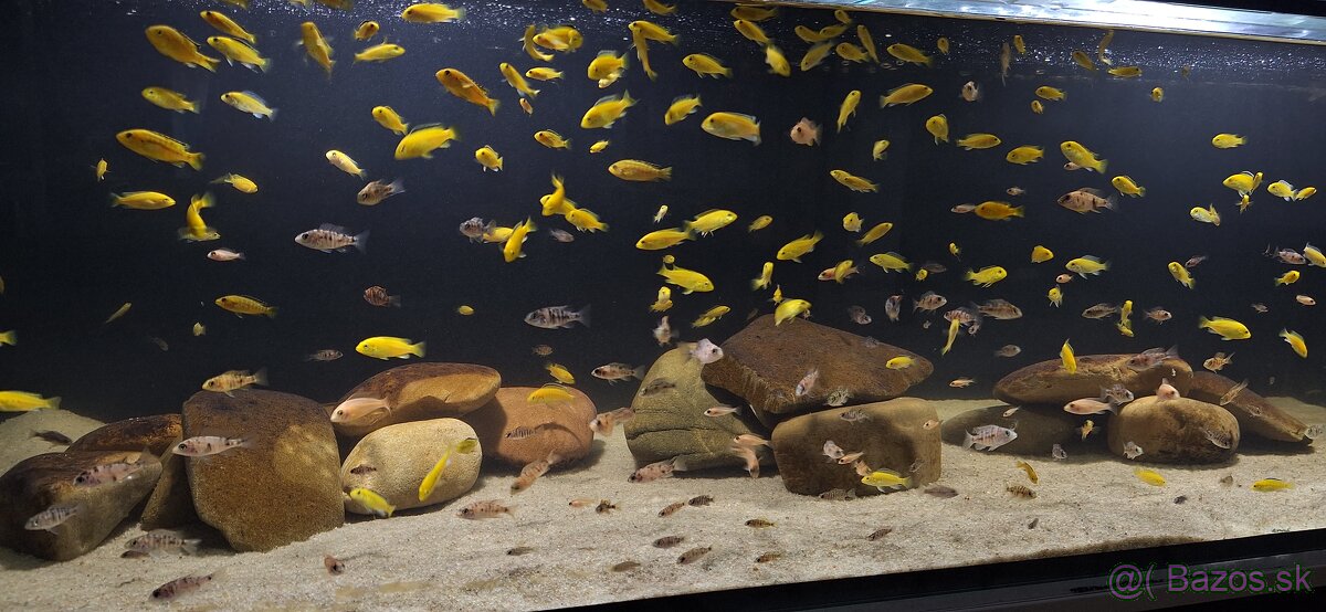 Africke cichlidy malawi - 4