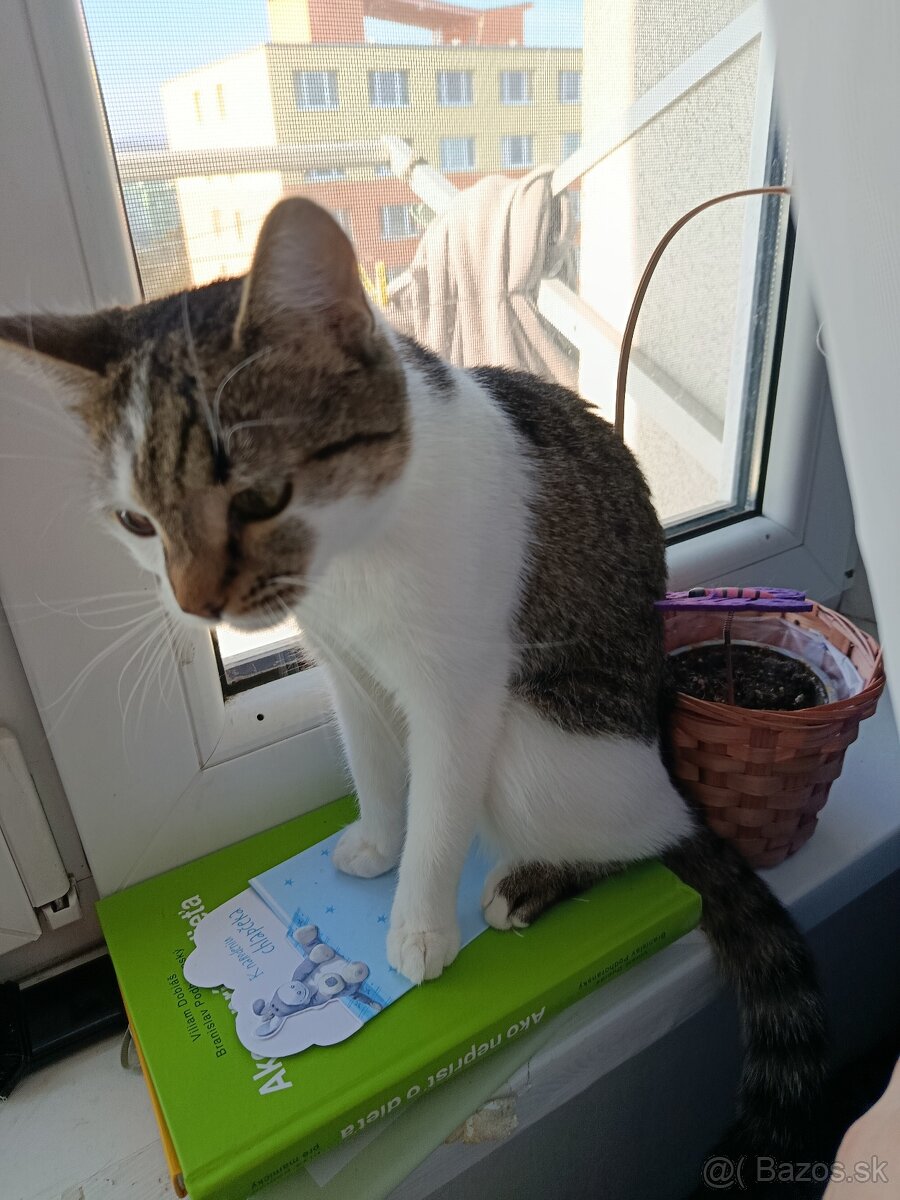 Súrne darujem mačku - 4