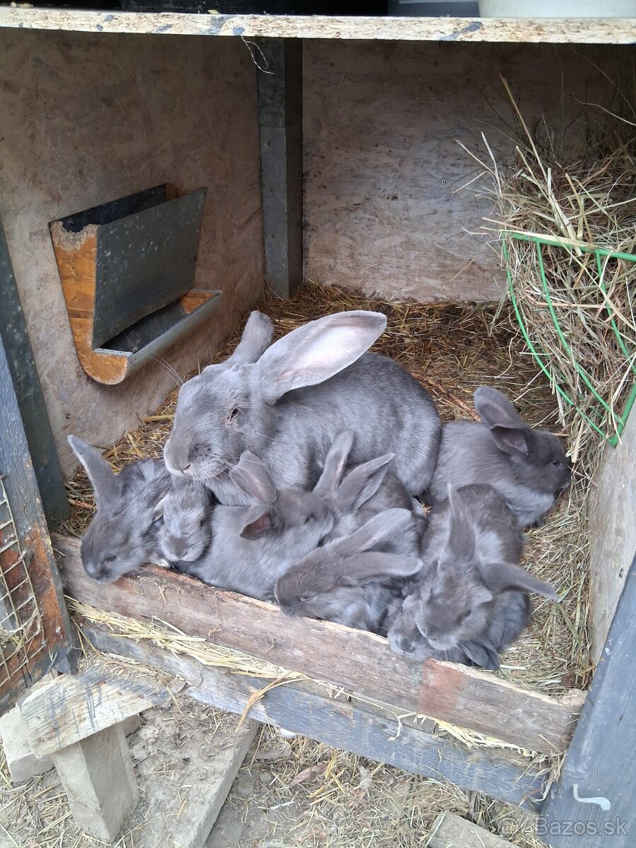 Králiky na predaj - 4