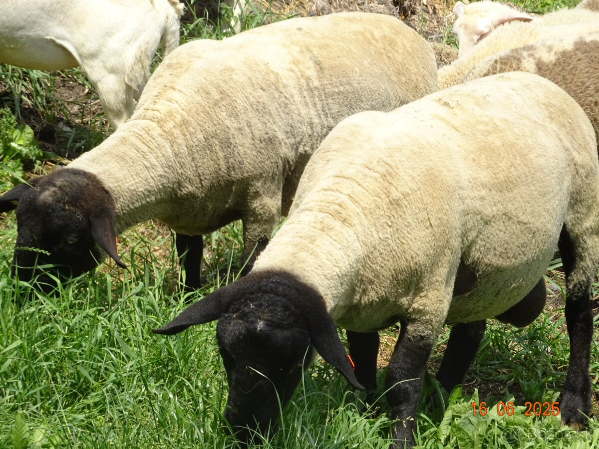 Plemenné barany Suffolk s POP - 4