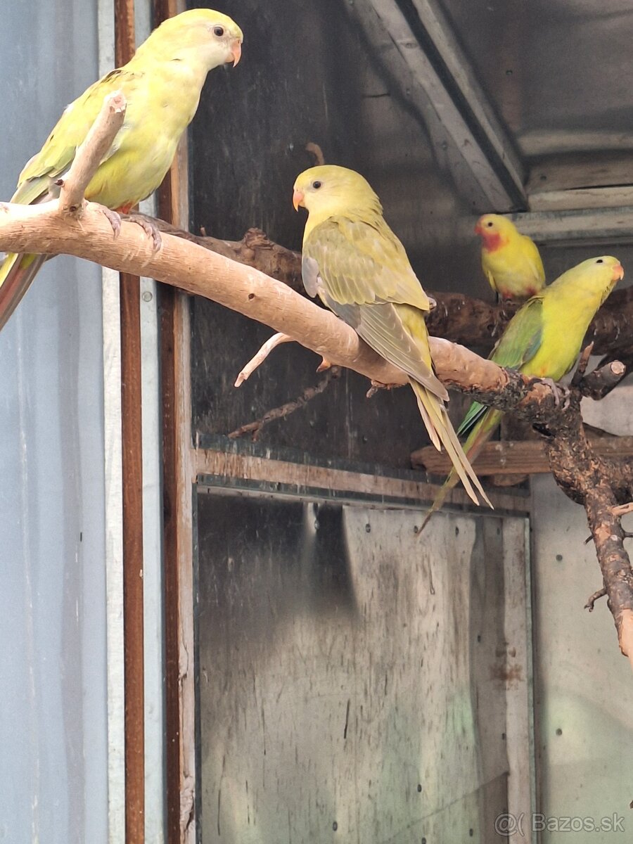 Papagáj nádherný škorica - 4