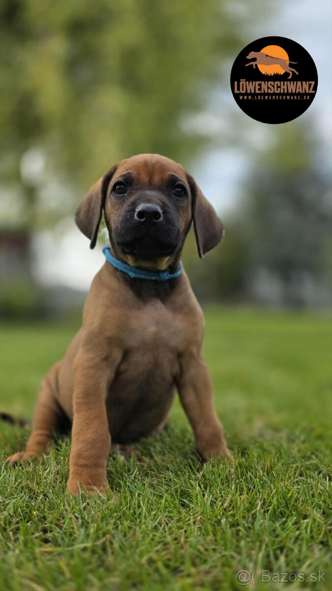 Rhodesian Ridgeback / Rodézsky ridgeback s fci PP - 4