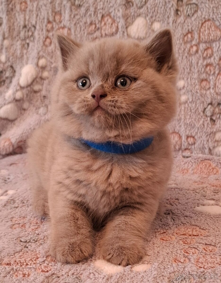 Britské mačiatká - 4