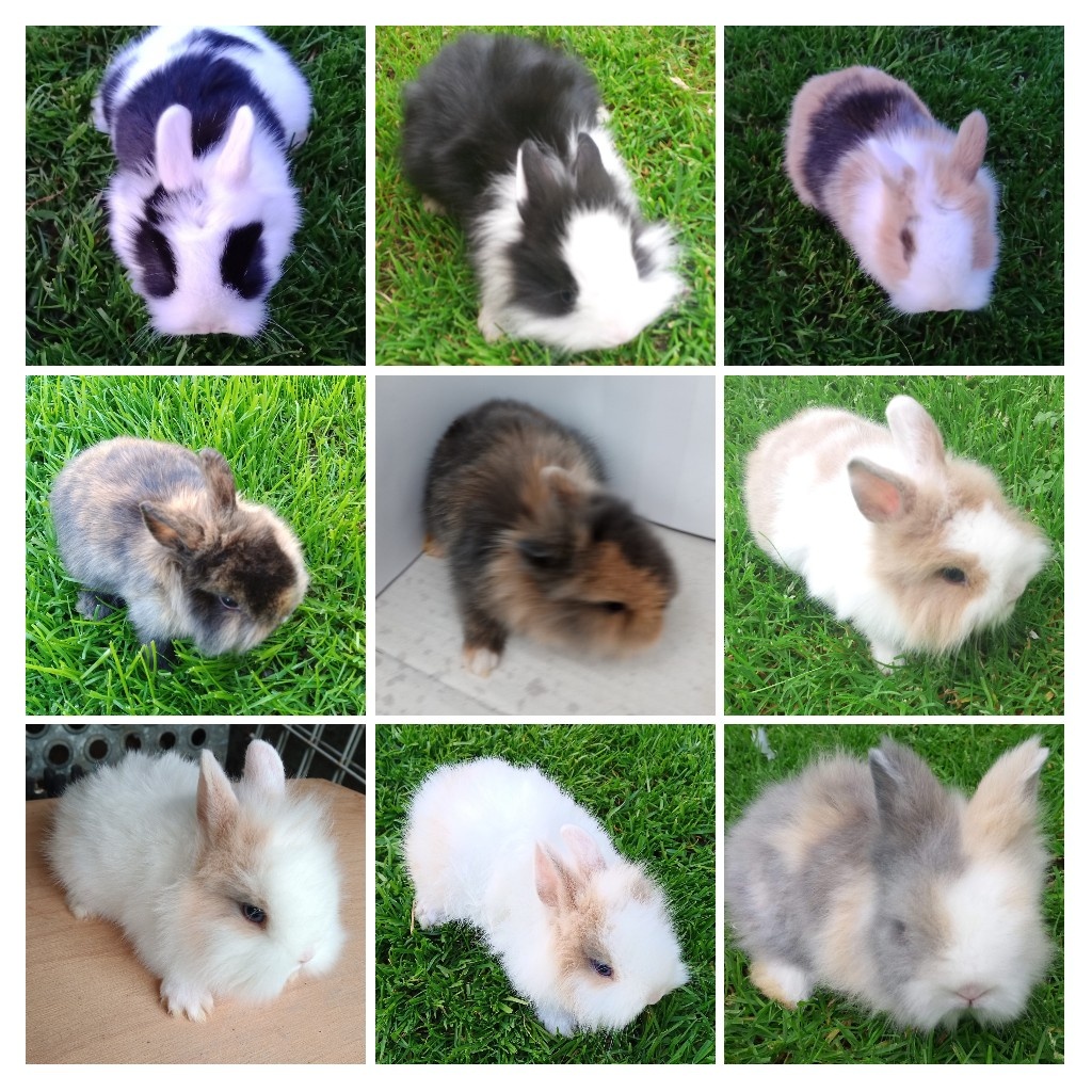 Zdrobnelý, zakrslý kralik - 4