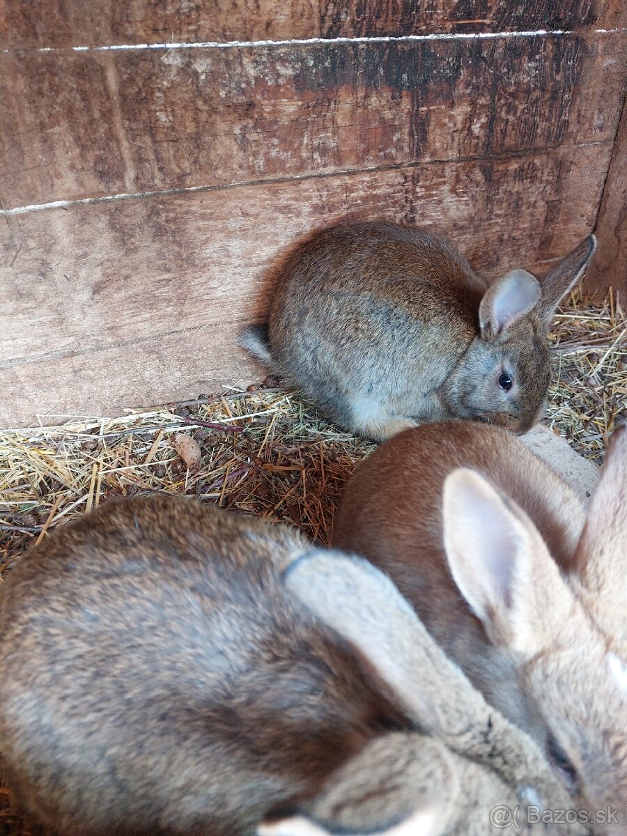 Mladé králiky - 4