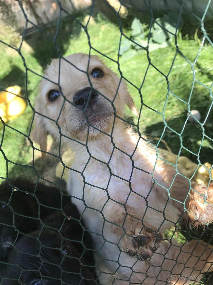 Šteniatka labradora - 4