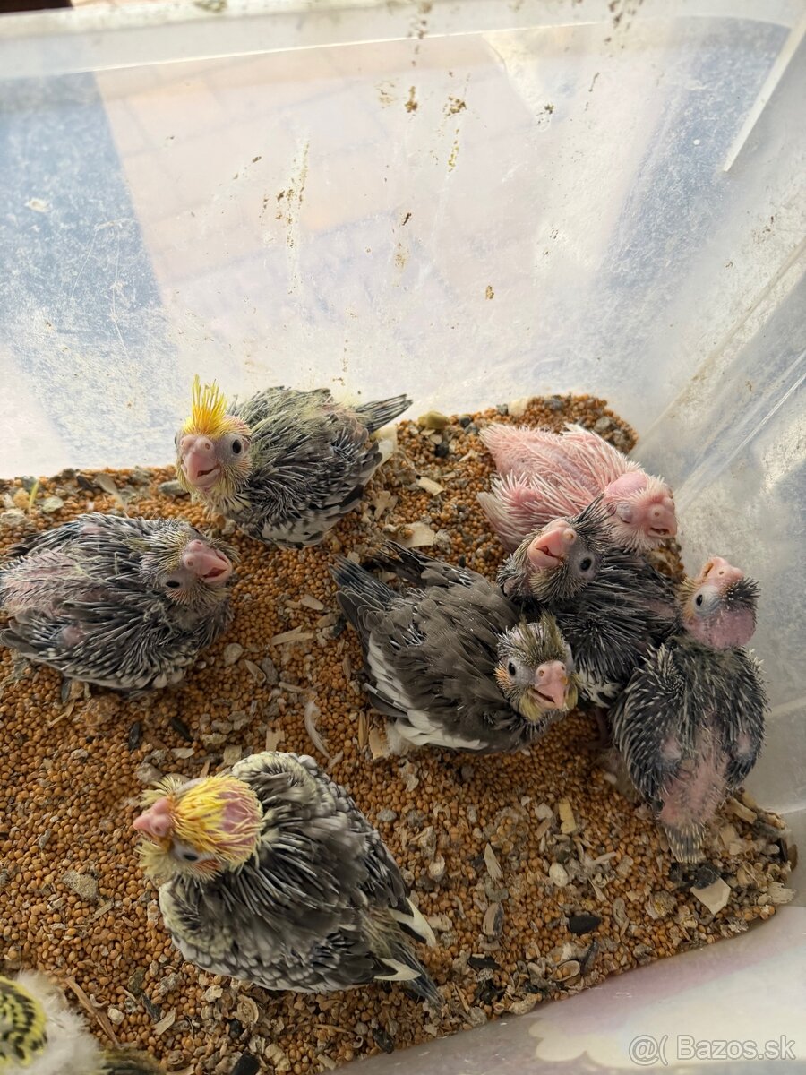 Korely ručne dokrmene. Rezervácie - 4