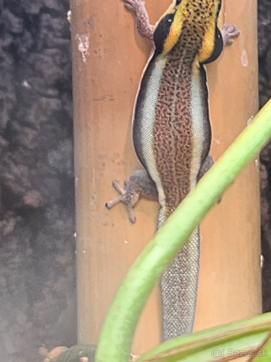 predám Phelsuma klemmeri 2+3 - 4