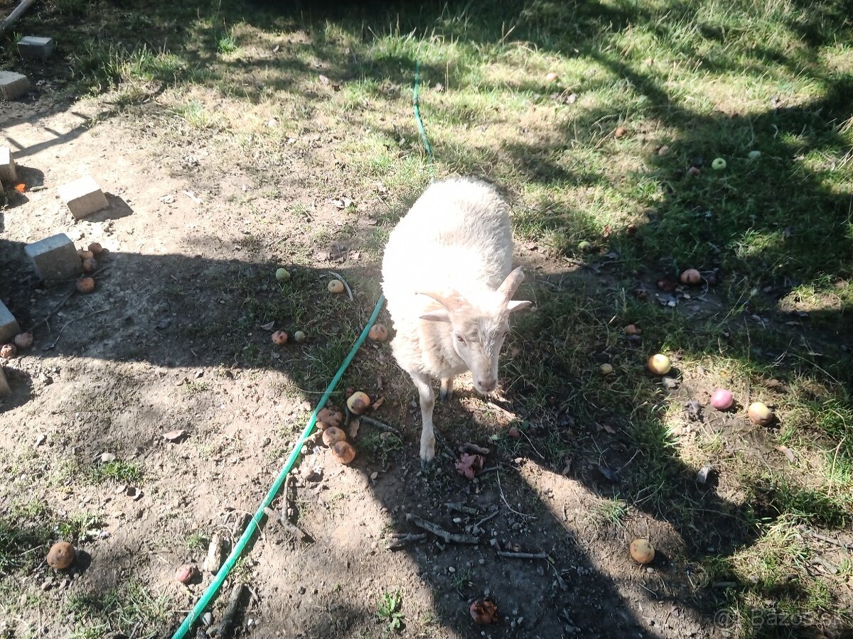 Predám minibarančeka - 4