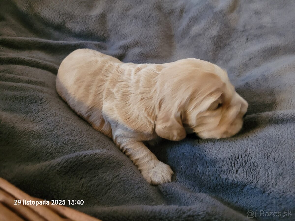 Anglický kokeršpaniel s rodokmeňom - 4