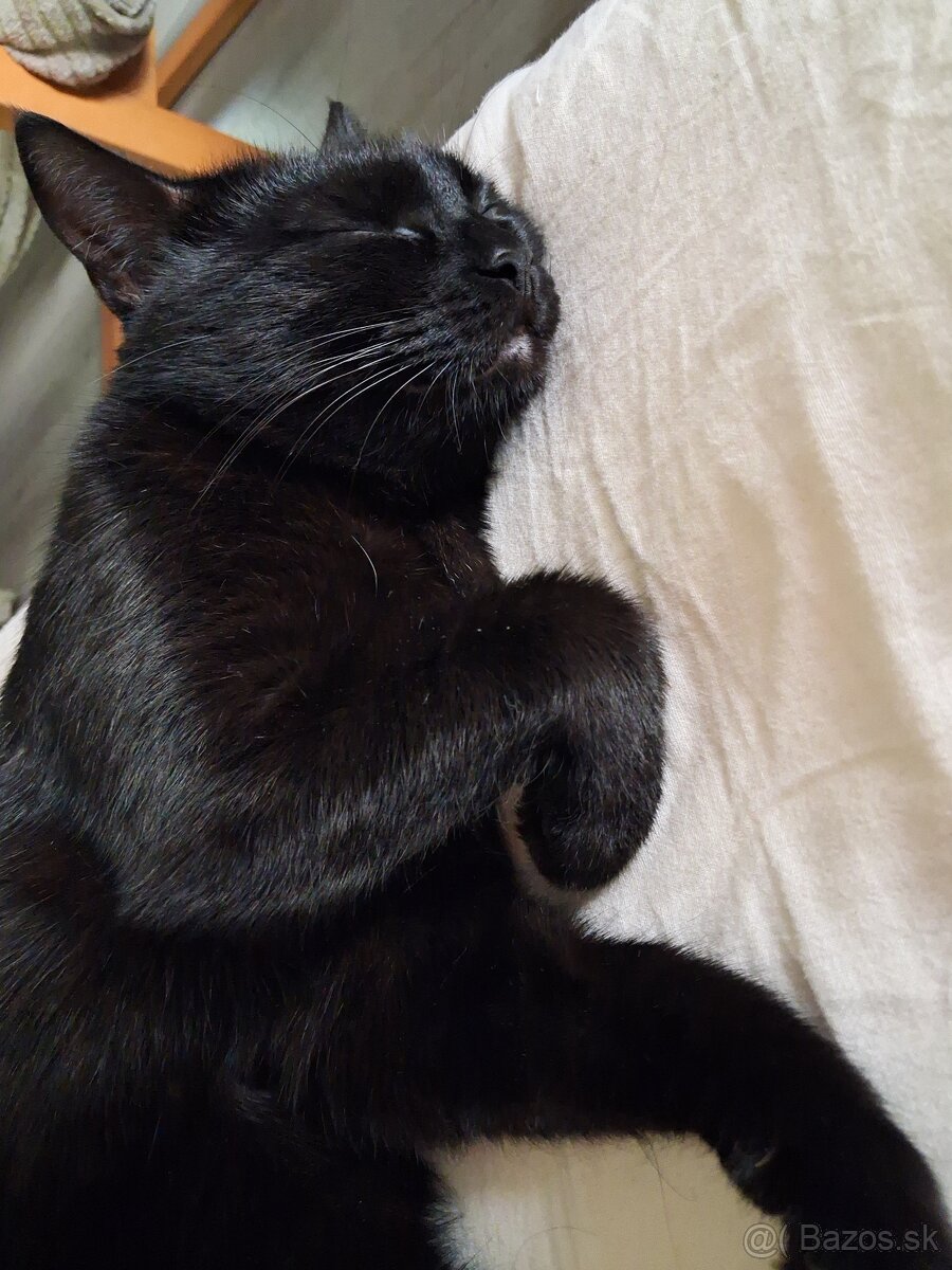 Darujem mačičku - 4